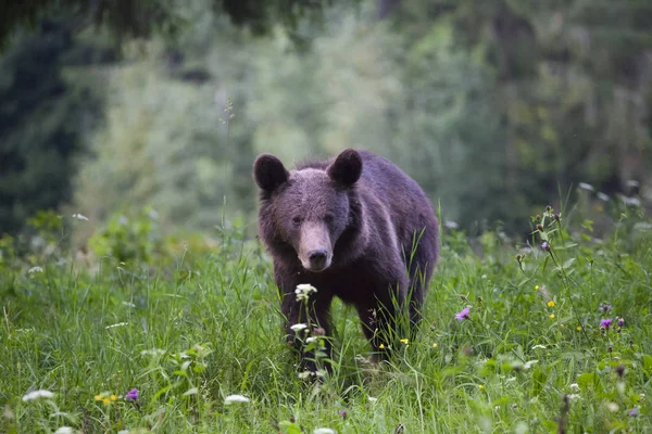 Oso Pardo Los Cárpatos Campo Verano — Foto de Stock