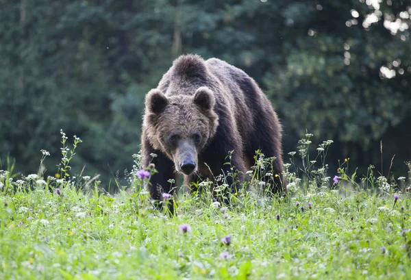 Karpaten Bruine Beer Zomer Veld — Stockfoto