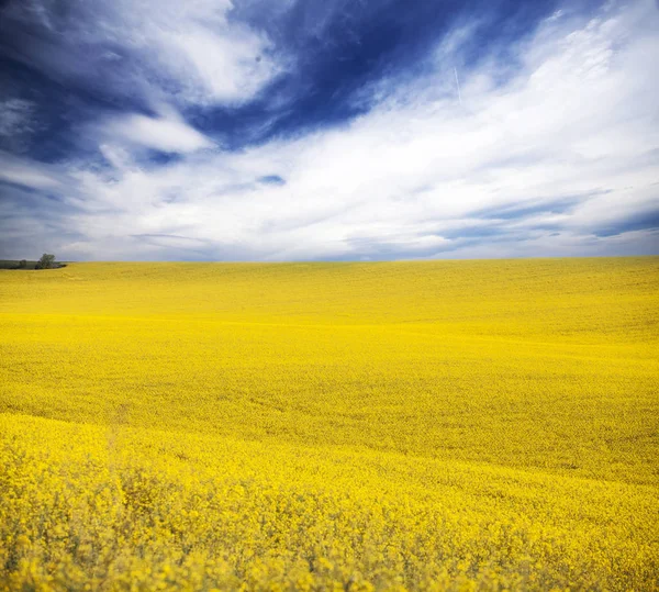 Champ Colza Jaune Sous Ciel Bleu Avec Soleil — Photo