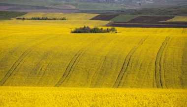 Sarı çiçekli tecavüz güzel vadi, doğa bahar peyzaj alanları