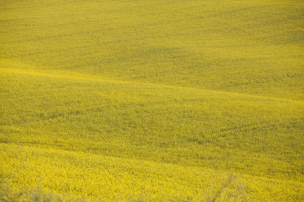 Naturalny Tekstura Żółte Pola Rzepaku Wiosną — Zdjęcie stockowe