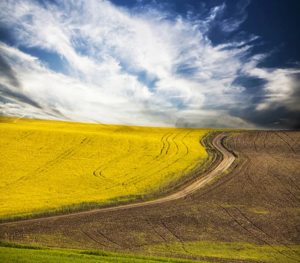 Кривая Дорога Цветущем Рапсовом Поле Красивая Природа Голубое Небо — стоковое фото