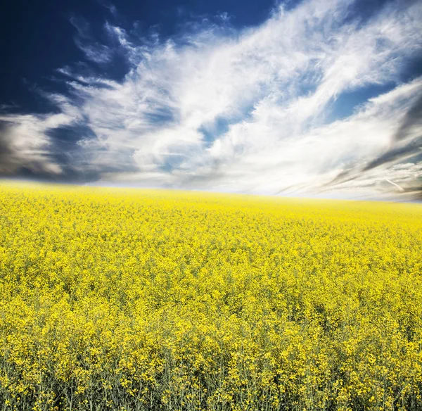 Желтое Поле Рапса Голубым Небом Солнцем — стоковое фото