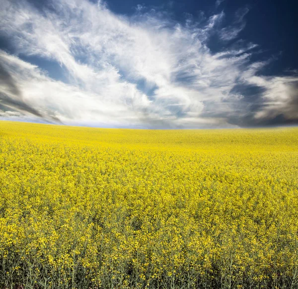 Желтое Поле Рапса Голубым Небом Солнцем — стоковое фото