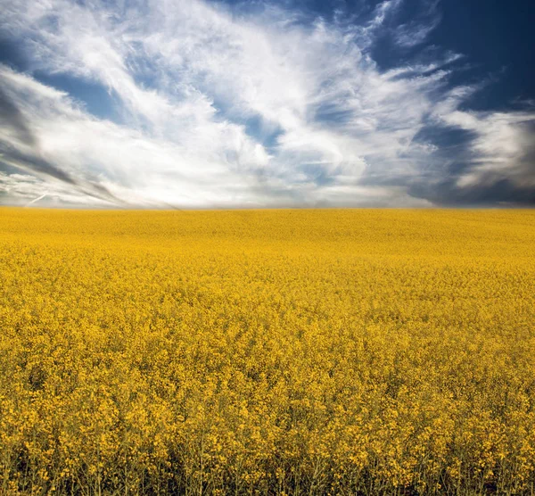 Champ Colza Jaune Sous Ciel Bleu Avec Soleil — Photo