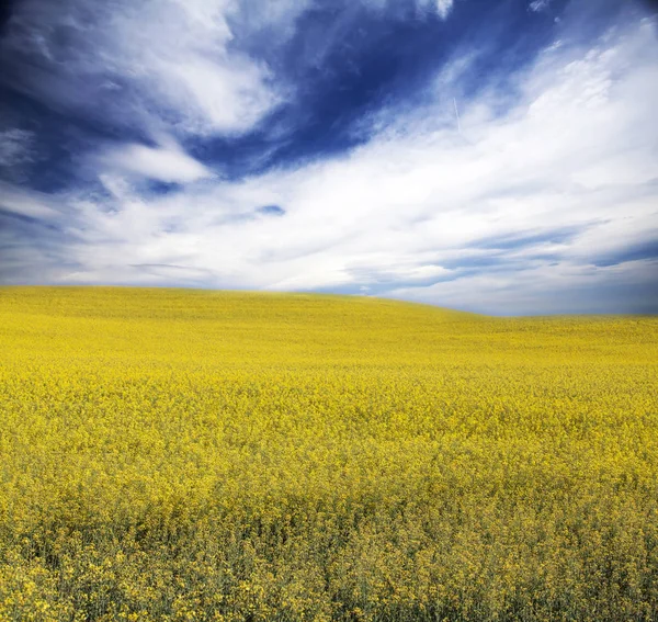 Champ Colza Jaune Sous Ciel Bleu Avec Soleil — Photo