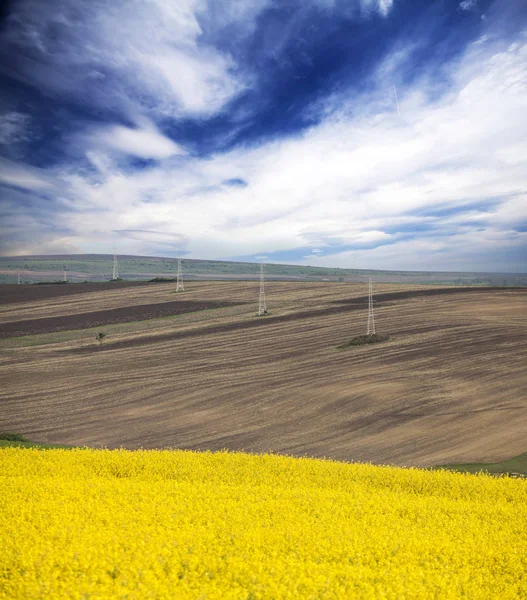 Gelbes Rapsfeld Unter Blauem Himmel Mit Sonne — Stockfoto