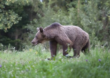 Karpat boz ayı yaz alanında