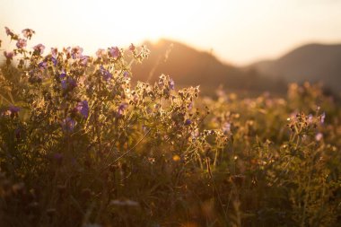 Güzel yaz'nde günbatımı under