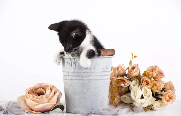 Niedliches Kleines Kätzchen Alten Eimer Mit Blumen — Stockfoto