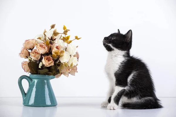 Niedliches Kleines Schwarzweißes Kätzchen Das Mit Rosenblüten Spielt — Stockfoto