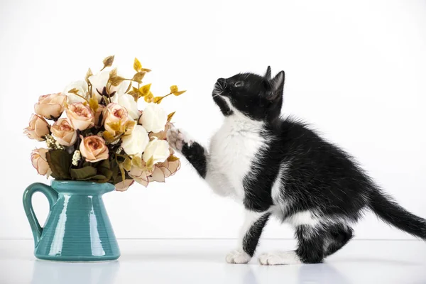 Niedliches Kleines Schwarzweißes Kätzchen Das Mit Rosenblüten Spielt — Stockfoto