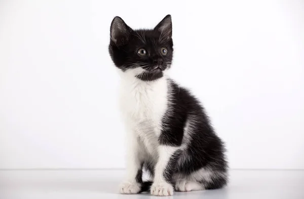 Niedliche Kleine Schwarze Und Weiße Kätzchen Auf Weißem Hintergrund — Stockfoto