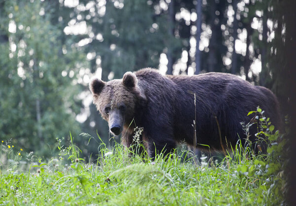 Carpathian brown bear in summer field