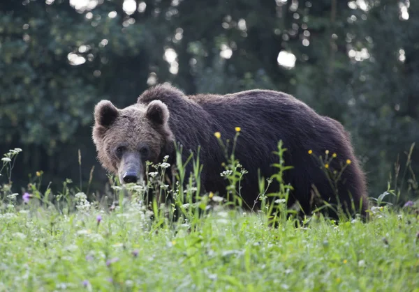 Karpaten Bruine Beer Zomer Veld — Stockfoto