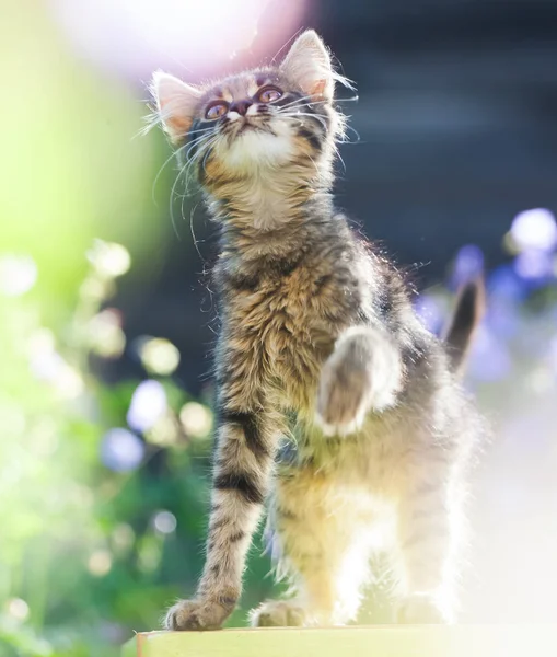 Gatinho Bonito Jardim Flores Roxas Fundo — Fotografia de Stock