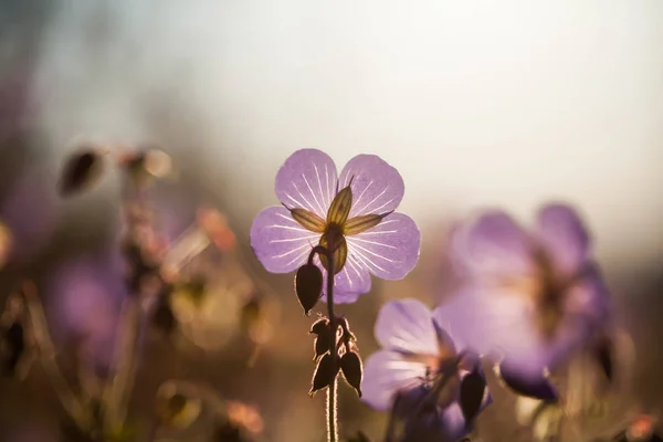 Güzel Yaz Mor Çiçek Üzerinde Günbatımında Yakın Çekim — Stok fotoğraf