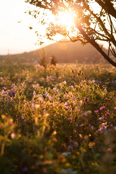 Krásné Léto Západu Slunce — Stock fotografie