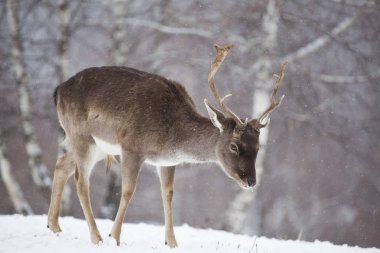 Karda nadas geyikler