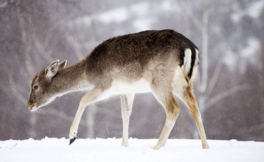 Karda nadas geyikler