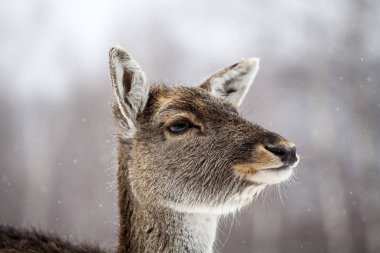 Karda nadas geyikler