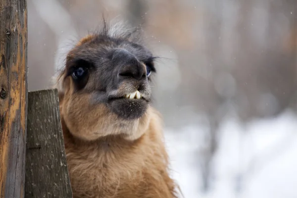 Lama Snöiga Landskap — Stockfoto