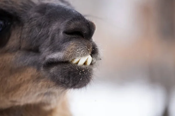 Lama Snöiga Landskap — Stockfoto