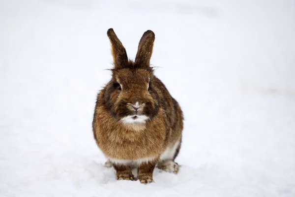 冰雪景观中的兔子 — 图库照片