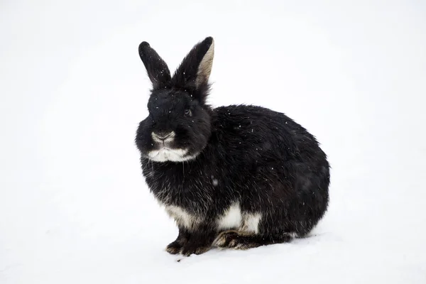 Rabbits Snowy Landscape — Stock Photo, Image