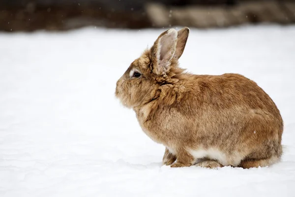 雪兔景观 — 图库照片