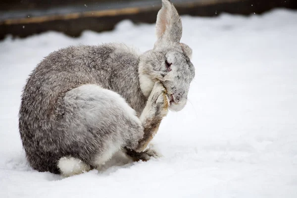 Lapin Dans Paysage Enneigé — Photo