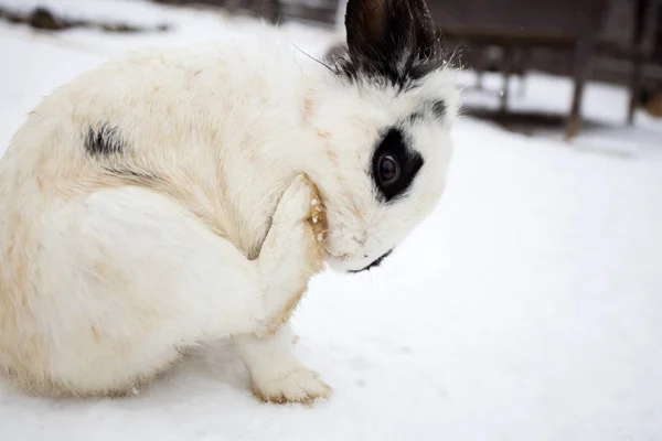 雪兔景观 — 图库照片