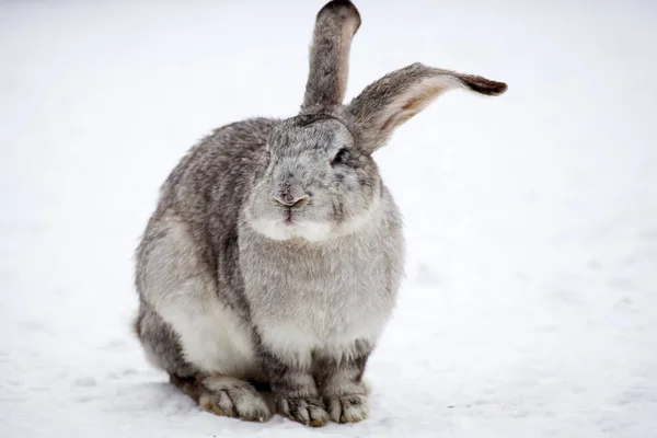 Lapin Dans Paysage Enneigé — Photo