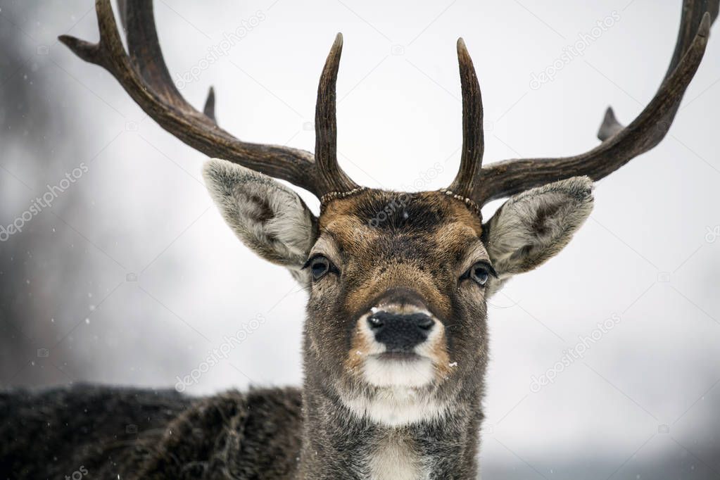 Portrait of a male of fallow deer in the snow