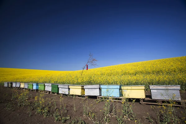 美丽的开花油菜田边缘的蜂巢 — 图库照片