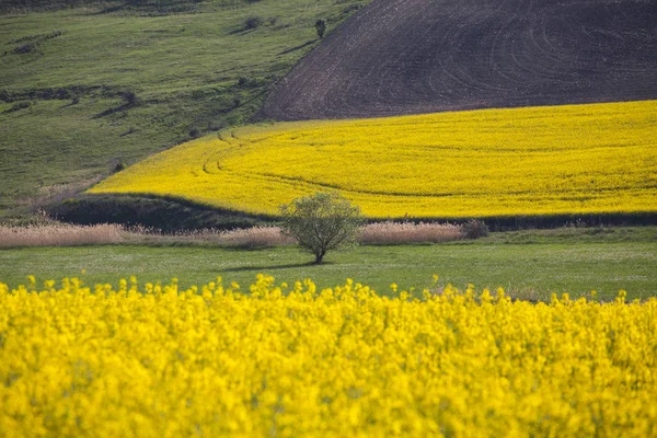 Желтое Рапсовое Поле Весна Стране — стоковое фото