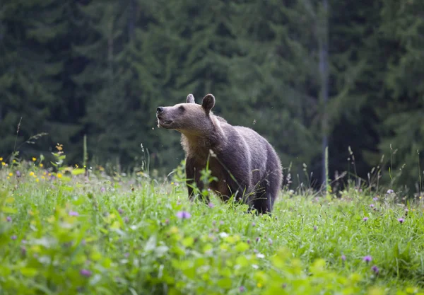 Karpaten Bruine Beer Zomer Veld — Stockfoto