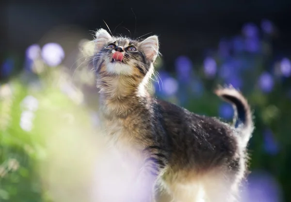 Gatinho Bonito Jardim Flores Roxas Fundo — Fotografia de Stock