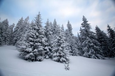 Taze kar - Magic tatil arka plan ile Noel ve yeni yıl arka plan dağlarda kış ağaçları ile kaplı