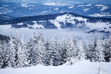 Taze kar - Magic tatil arka plan ile Noel ve yeni yıl arka plan dağlarda kış ağaçları ile kaplı