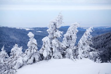 Taze kar - Magic tatil arka plan ile Noel ve yeni yıl arka plan dağlarda kış ağaçları ile kaplı