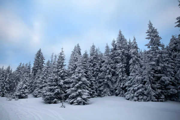マジック休日背景で覆われた冬の山の中の木にクリスマスと新年の背景 — ストック写真