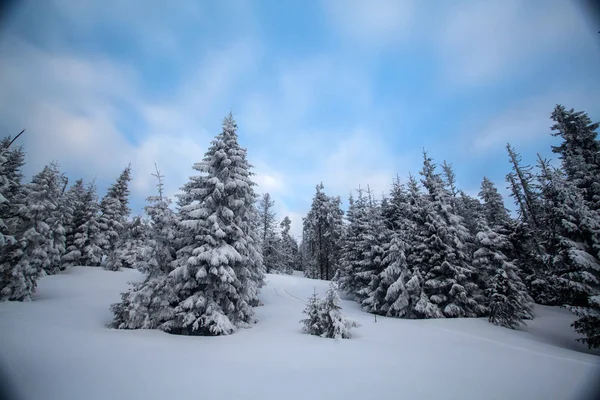 Jul Och Nyår Bakgrund Med Vinter Träd Berg Täckt Nysnö — Stockfoto