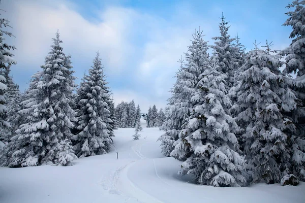 マジック休日背景で覆われた冬の山の中の木にクリスマスと新年の背景 — ストック写真