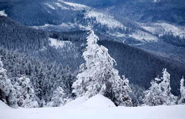 圣诞节和新年背景与冬天树在山覆盖以新鲜的雪魔术假日背景 — 图库照片