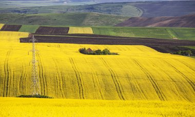 Küçük sarı çiçekli tecavüz alanında, doğa bahar manzara ahşap evi terk etti.