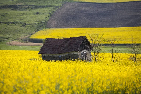 Small Abandoned Wooden House Yellow Flowering Rape Field Nature Spring — Stock Photo, Image