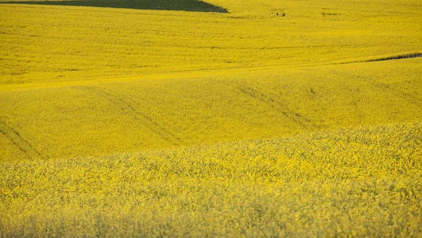 Natürliche Gelbe Hintergrundtextur Des Rapsfeldes Frühling — Stockfoto