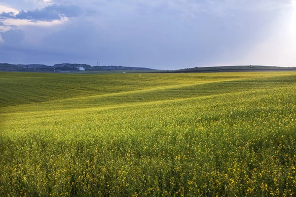 Grüne Felder Und Blauer Himmel — Stockfoto