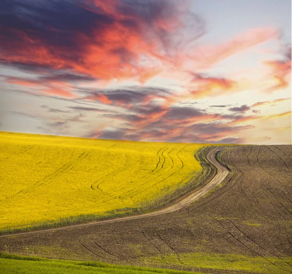 Gelbes Rapsfeld Unter Dramatischem Stürmischem Himmel — Stockfoto